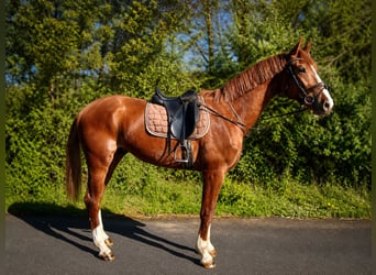 Other Warmbloods, Unknown, 3 years, 16.2 hh