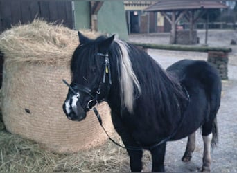 Otras razas, Caballo castrado, 10 años, 120 cm, Pío