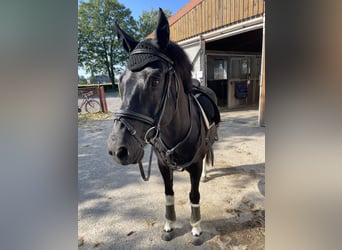 Otras razas, Caballo castrado, 10 años, 140 cm, Negro