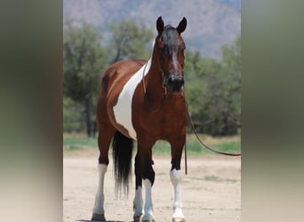 Otras razas, Caballo castrado, 10 años, 143 cm, Pío