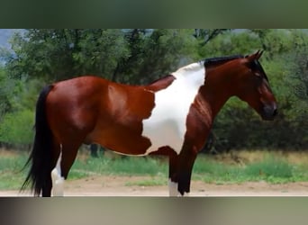 Otras razas, Caballo castrado, 10 años, 143 cm, Pío