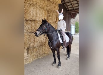 Otras razas, Caballo castrado, 10 años, 145 cm, Morcillo