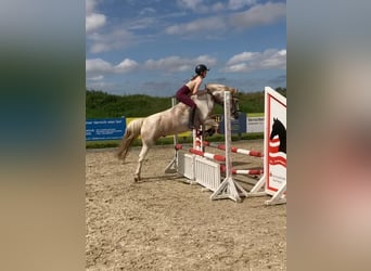 Otras razas Mestizo, Caballo castrado, 10 años, 146 cm, Pío