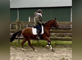 Otras razas, Caballo castrado, 10 años, 147 cm, Alazán