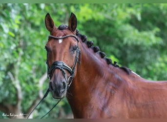 Otras razas Mestizo, Caballo castrado, 10 años, 149 cm, Castaño rojizo