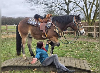 Otras razas Mestizo, Caballo castrado, 10 años, 152 cm, Castaño