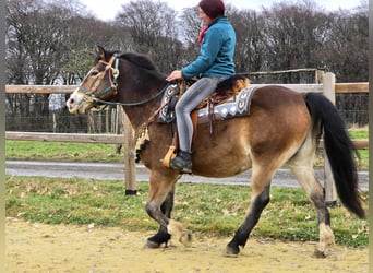 Otras razas Mestizo, Caballo castrado, 10 años, 152 cm, Castaño