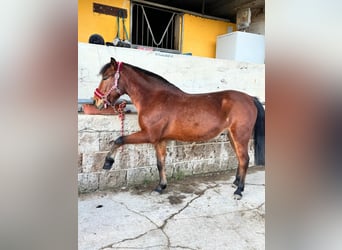 Otras razas Mestizo, Caballo castrado, 10 años, 155 cm, Castaño