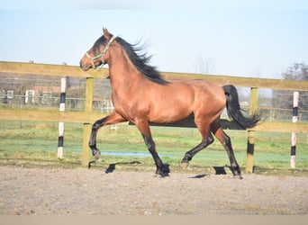 Otras razas, Caballo castrado, 10 años, 157 cm, Castaño