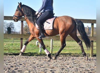 Otras razas, Caballo castrado, 10 años, 157 cm, Castaño