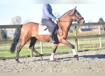 Otras razas, Caballo castrado, 10 años, 157 cm, Castaño