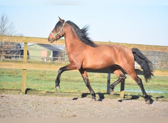 Otras razas, Caballo castrado, 10 años, 157 cm, Castaño