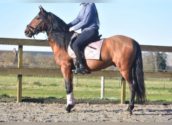 Otras razas, Caballo castrado, 10 años, 157 cm, Castaño