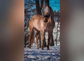 Otras razas, Caballo castrado, 10 años, 160 cm, Palomino