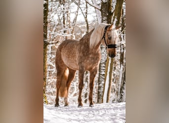 Otras razas, Caballo castrado, 10 años, 160 cm, Palomino