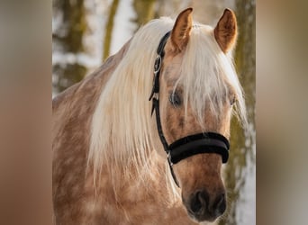 Otras razas, Caballo castrado, 10 años, 160 cm, Palomino