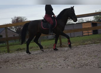 Otras razas, Caballo castrado, 10 años, 161 cm, Castaño oscuro