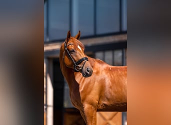 Otras razas, Caballo castrado, 10 años, 163 cm, Alazán