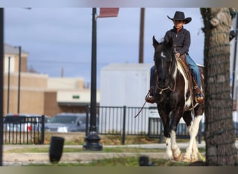 Otras razas, Caballo castrado, 10 años, 163 cm