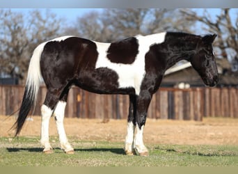 Otras razas, Caballo castrado, 10 años, 163 cm