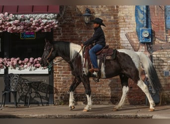 Otras razas, Caballo castrado, 10 años, 163 cm