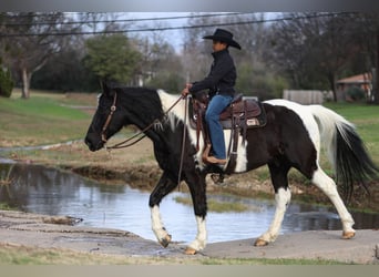 Otras razas, Caballo castrado, 10 años, 163 cm