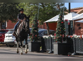 Otras razas, Caballo castrado, 10 años, 163 cm