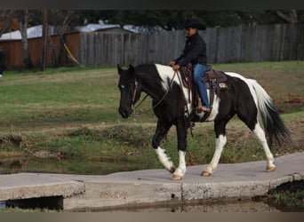 Otras razas, Caballo castrado, 10 años, 163 cm