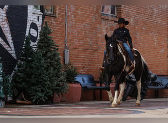 Otras razas, Caballo castrado, 10 años, 163 cm