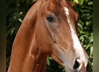 Otras razas Mestizo, Caballo castrado, 10 años, 170 cm, Alazán-tostado