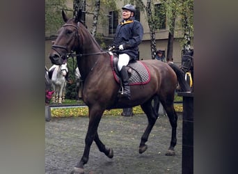 Otras razas, Caballo castrado, 10 años, 176 cm, Castaño oscuro