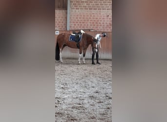 Otras razas, Caballo castrado, 11 años, 150 cm, Castaño