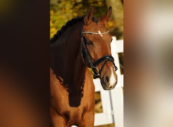 Otras razas, Caballo castrado, 11 años, 152 cm, Castaño