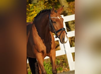 Otras razas, Caballo castrado, 11 años, 152 cm, Castaño