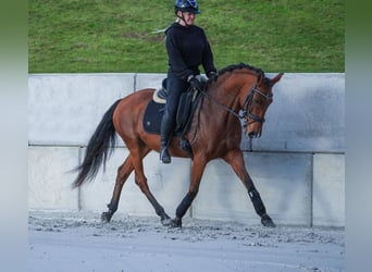 Otras razas, Caballo castrado, 11 años, 155 cm, Castaño