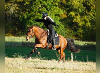 Otras razas, Caballo castrado, 11 años, 155 cm, Castaño