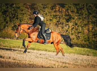 Otras razas, Caballo castrado, 11 años, 155 cm, Castaño