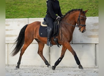 Otras razas, Caballo castrado, 11 años, 155 cm, Castaño