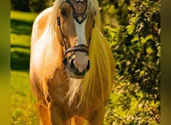 Otras razas Mestizo, Caballo castrado, 11 años, 158 cm, Overo-todas las-capas