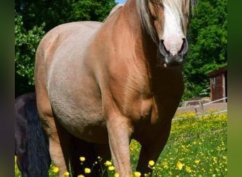 Otras razas Mestizo, Caballo castrado, 11 años, 158 cm, Overo-todas las-capas