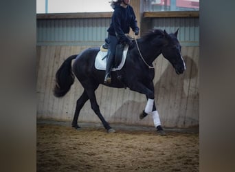 Otras razas, Caballo castrado, 11 años, 160 cm, Negro