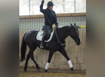 Otras razas, Caballo castrado, 11 años, 160 cm, Negro