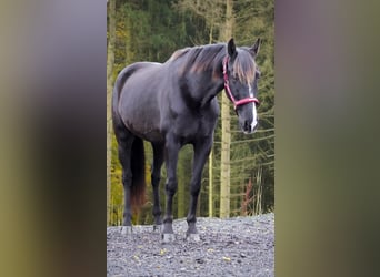 Otras razas, Caballo castrado, 11 años, 160 cm, Negro