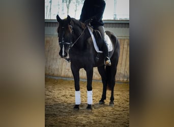 Otras razas, Caballo castrado, 11 años, 160 cm, Negro