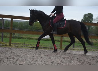 Otras razas, Caballo castrado, 11 años, 161 cm, Castaño oscuro