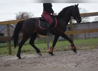 Otras razas, Caballo castrado, 11 años, 161 cm, Castaño oscuro