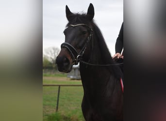 Otras razas, Caballo castrado, 11 años, 161 cm, Castaño oscuro