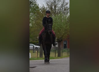 Otras razas, Caballo castrado, 11 años, 161 cm, Castaño oscuro