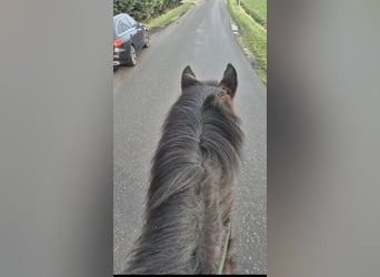 Otras razas, Caballo castrado, 11 años, 162 cm, Castaño oscuro