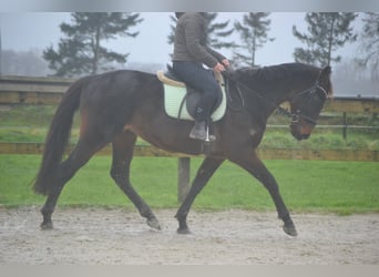 Otras razas, Caballo castrado, 11 años, 162 cm, Castaño oscuro